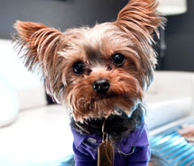 Dogs and their owners can enjoy Yappy Hour. // © 2011 Rumor Boutique Hotel